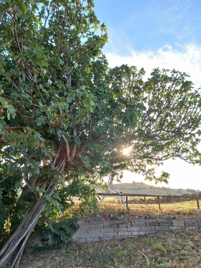 Agriturismo Podere Cherzo Cinigiano Eksteriør billede